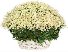 Цветочная композиция из Ромашки в корзине #REPLACE_PRED# Иссе